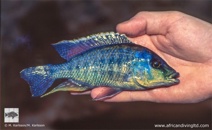 Protomelas kirkii 'Mbamba Bay'